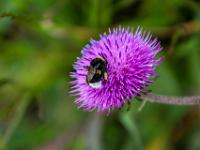 Hummel auf Alpen-Distel